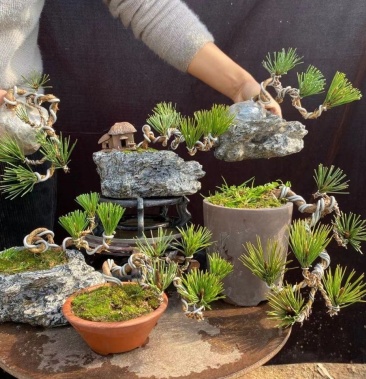 [批发]黑松苗 日本黑松,黑松小盆景 阳台小盆栽 微型盆景价格15.