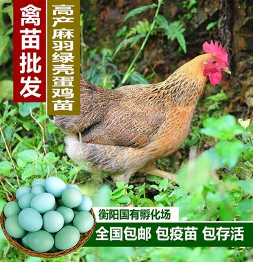 苏禽绿壳蛋鸡—麻羽图片
