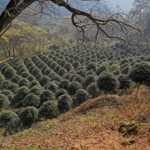 桂花2------16公分，具体价按要求定价，有需要详谈