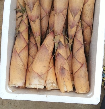 正宗福建甜笋红壳笋红壳笋非雷笋非苦笋