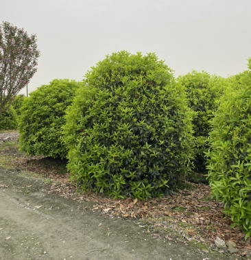 精品丛生桂花球基地直供