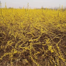 东北连翘花灌木，建圃连翘小苗，抗寒迎春花