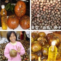 油茶种子大果红花油茶种子白花油茶茶花山茶茶树种子