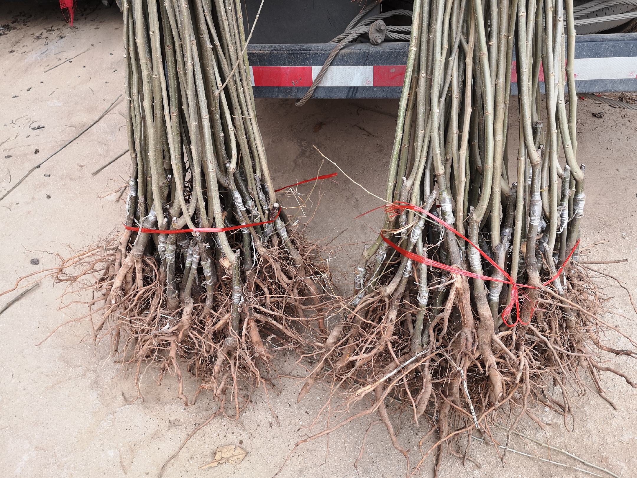 左侧为未打头的板栗南瓜植株,右侧为打头后侧蔓明显增多,形态更紧凑,有利于集中结果 板栗南瓜打头前后对比图