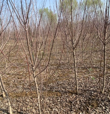 美国红冠红枫小苗出售