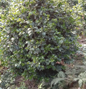 茶花,山茶花,常绿灌木