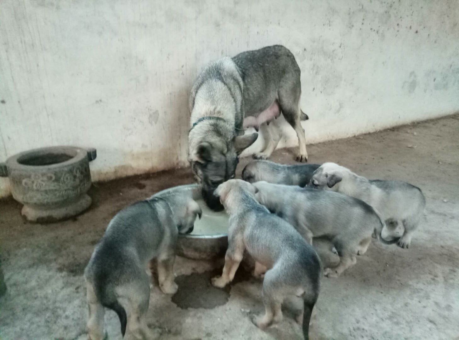 一只博美犬表现出虚弱和不适的状态,可能因误食青提引起 博美犬误食青提后可能出现的不适症状