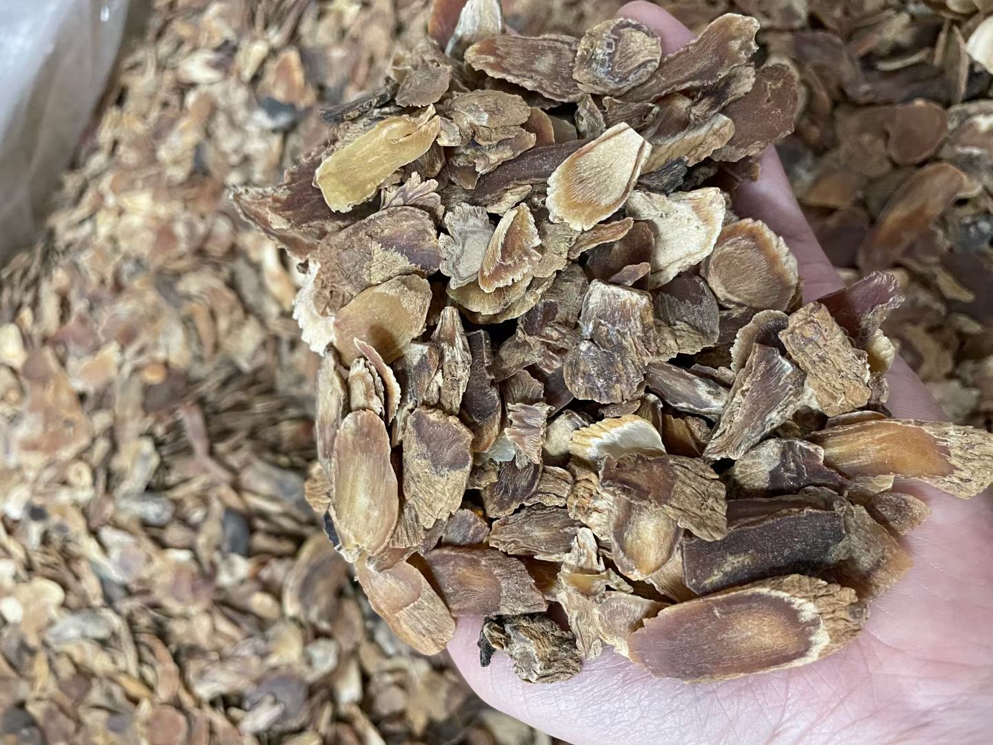 红参提取物与人体免疫系统作用机制