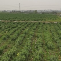 新鲜大白皮蚕豆带荚出售，预计上市时间为4月10日