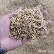 新鲜压缩稻壳河南安徽工厂直销常年供货日产80吨