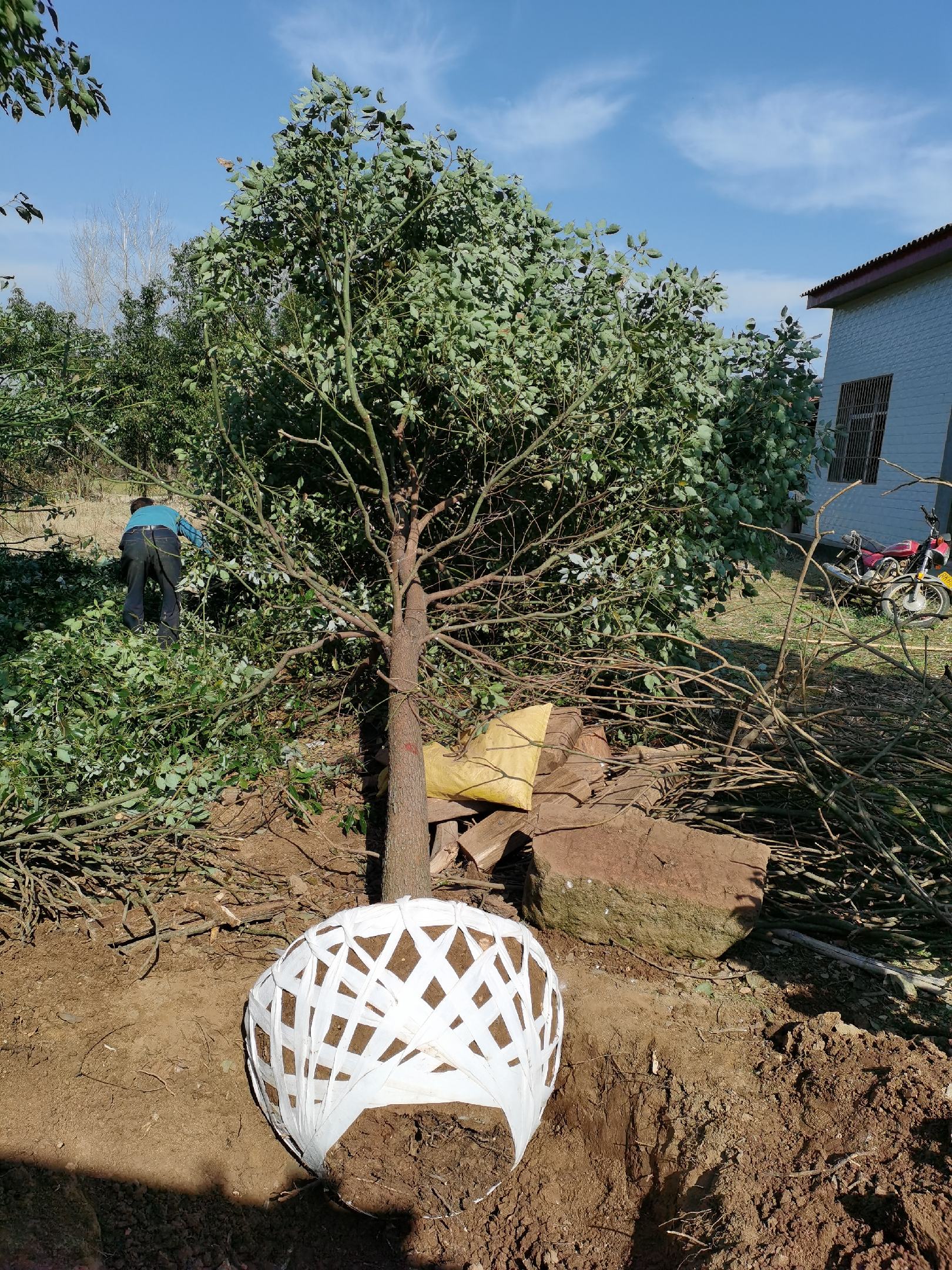 [樟树批发]小叶香樟米茎12公分价格240.00元/棵 - 一亩田