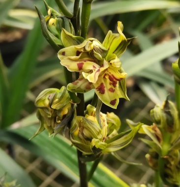 墨兰奇花国香牡丹爪叶带爪艺