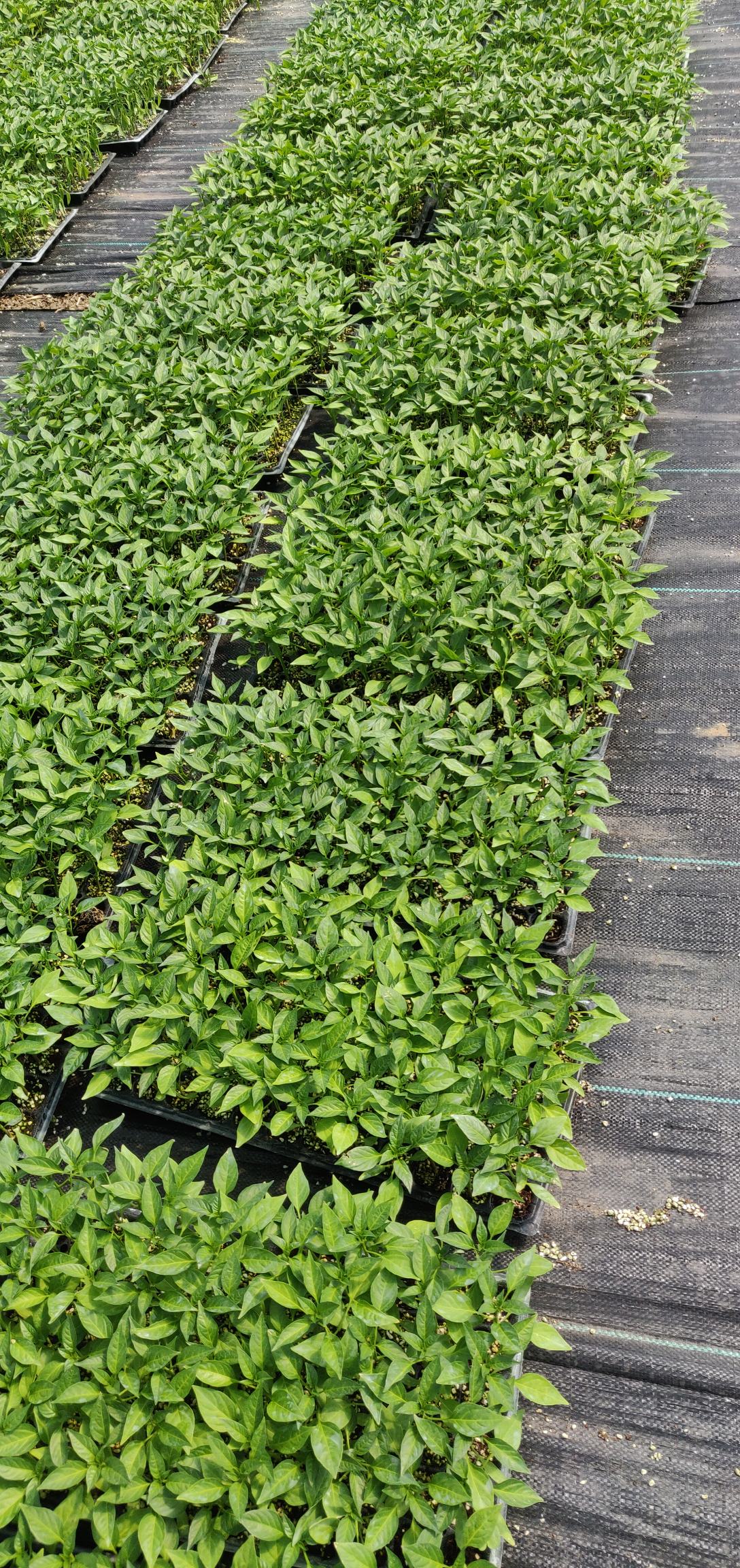 [辣椒苗批发]基地直销辣椒苗辣椒秧苗薄皮辣椒苗长线椒苗小米椒苗七彩