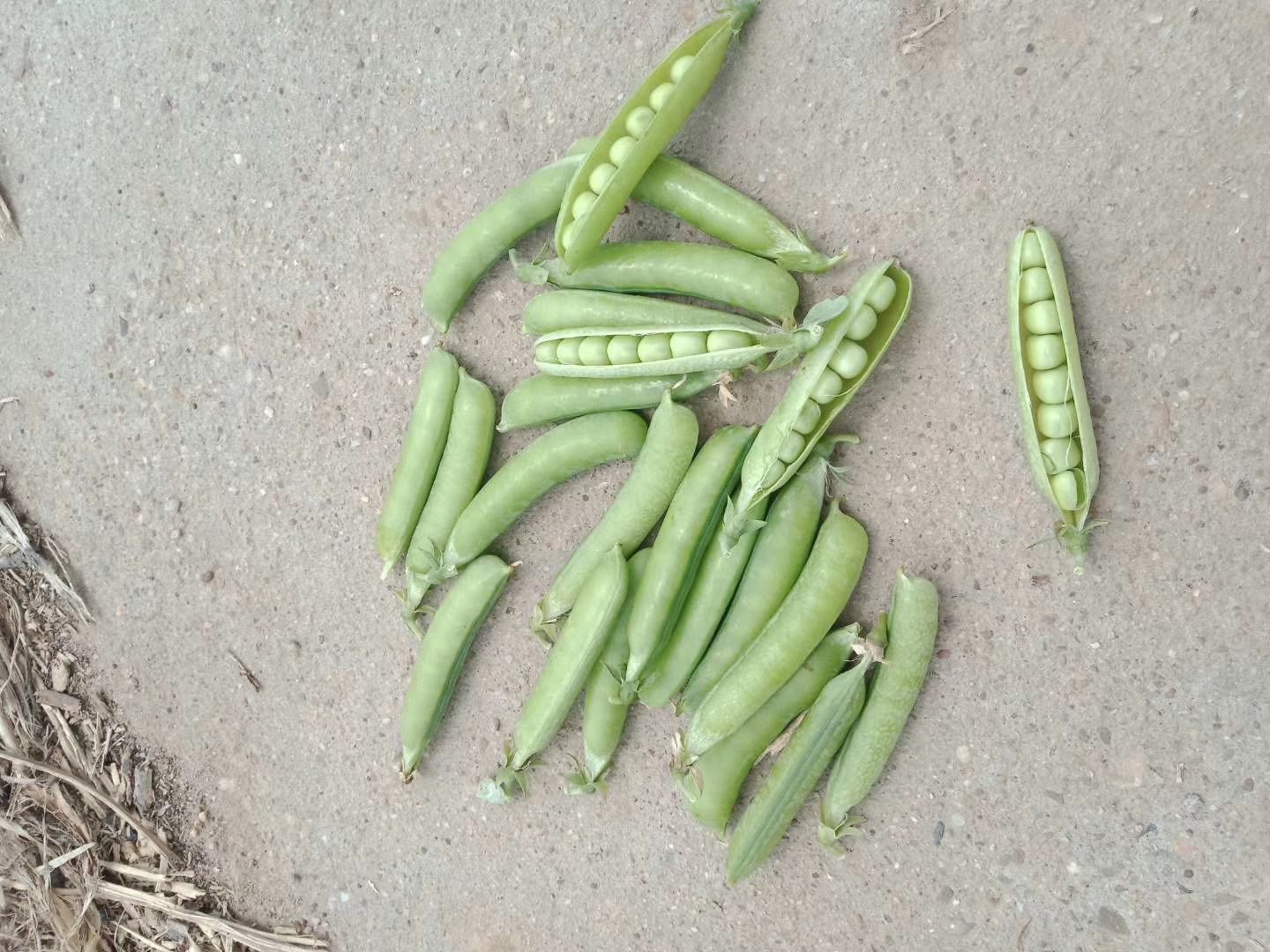 豌豆尖市场价格行情图