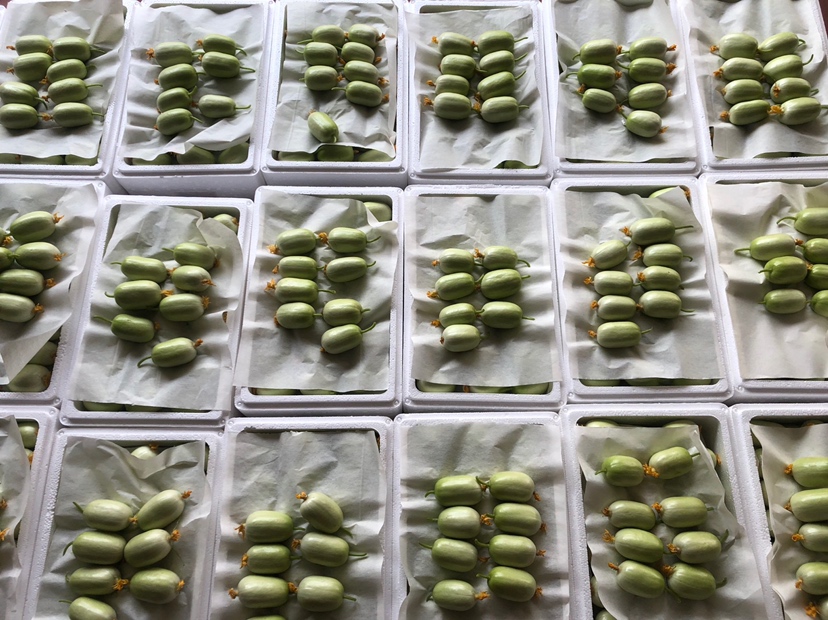 荷兰小黄瓜在超市货架上的陈列
