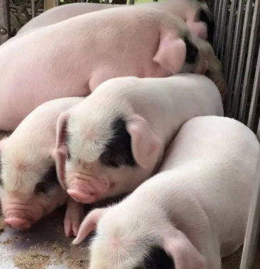 国宝大熊猫眼镜猪 荣昌猪