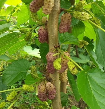 [桑树苗批发]白桂花蜜,海宁嫁接苗桑葚树苗抗寒强带桂花味价格2.