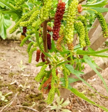 [桑树苗批发]鸡爪桑海宁鸡甜桑观赏性强,盆栽地栽都行果子鲜甜价格3.