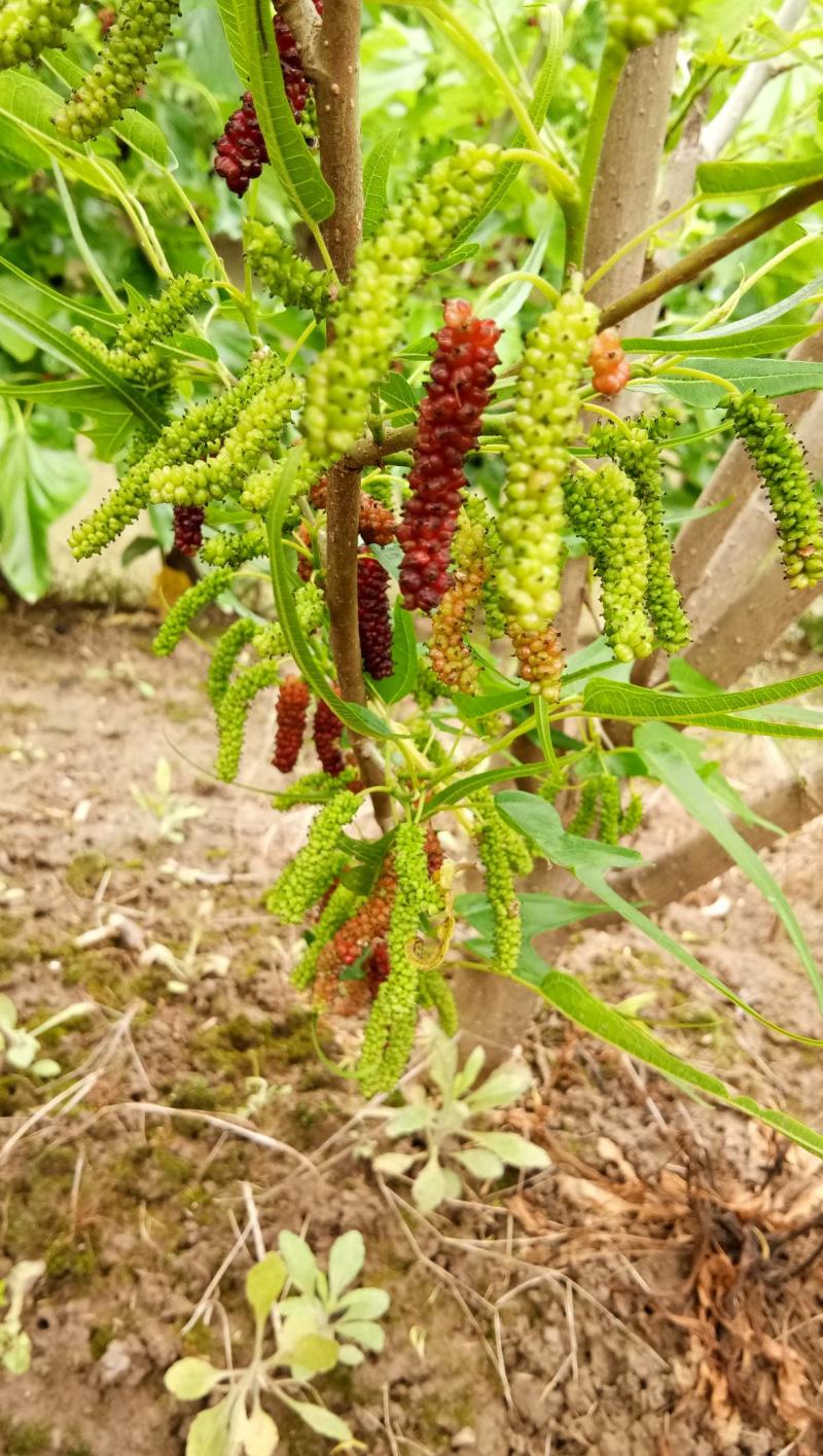 鸡爪桑海宁鸡甜桑观赏性强,盆栽地栽都行果子鲜甜