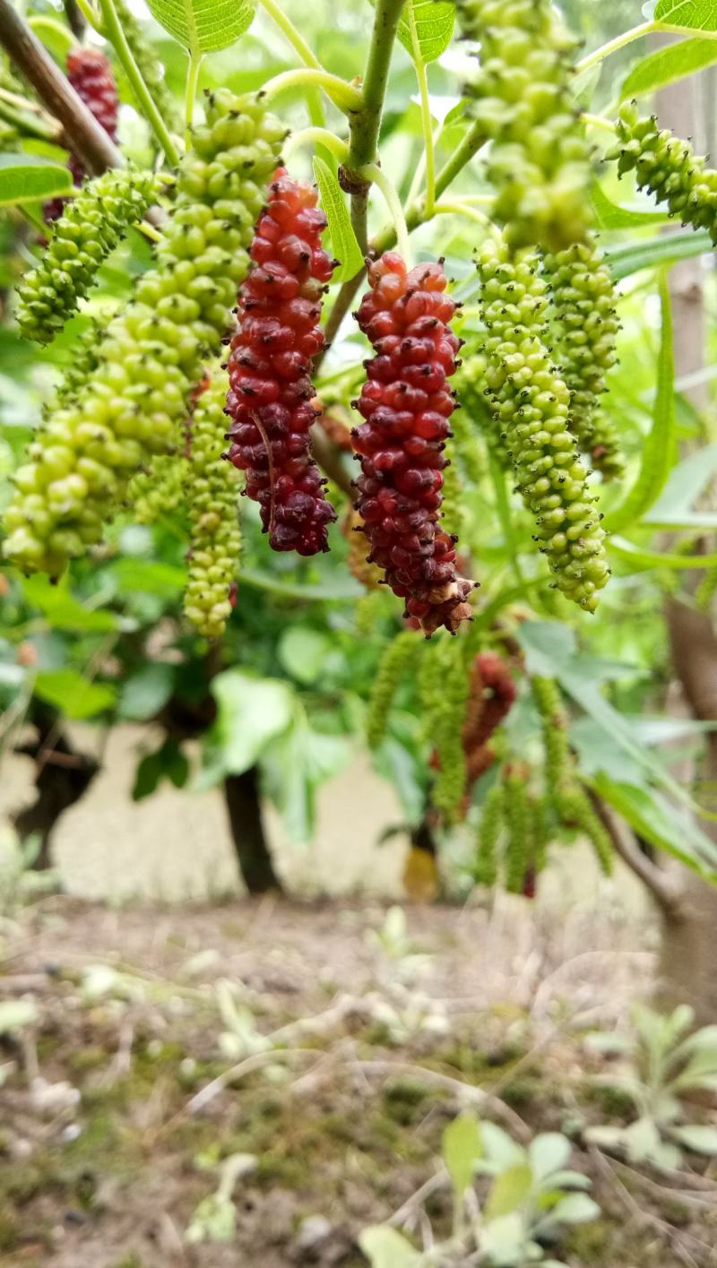鸡爪桑海宁鸡甜桑观赏性强,盆栽地栽都行果子鲜甜