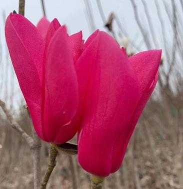 娇红1号玉兰苗正宗红花玉兰苗