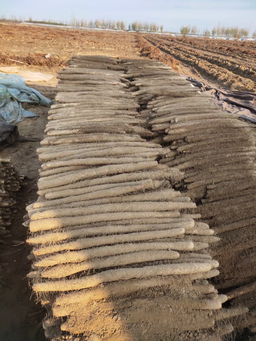 [九斤黄山药批发]九斤黄山药,杆直色亮,物美价廉,诚信为本价格1.