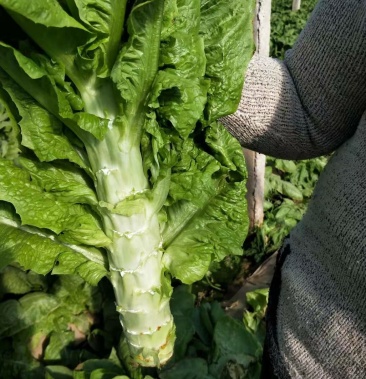 圆叶尖叶莴笋保鲜保味,押金贰千,包吃包住包接送