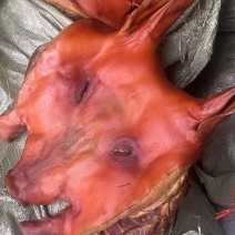 烟熏猪头/带耳猪头肉，纯干的质量保证，大量现货，价格便宜