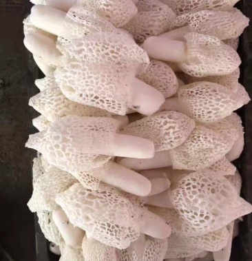 贵州新鲜竹荪竹荪花短裙竹荪红拖竹荪新鲜货