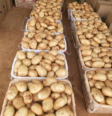 [土豆批发]精品土豆 大量上市 1元一公斤价格100元/斤 