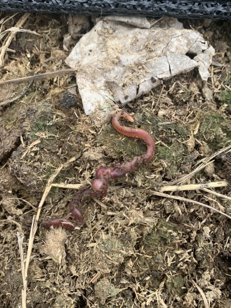 出售蚯蚓苗成品蚯蚓,大平二号原种一号