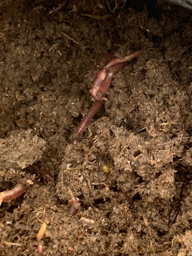 出售蚯蚓苗成品蚯蚓,大平二号原种一号