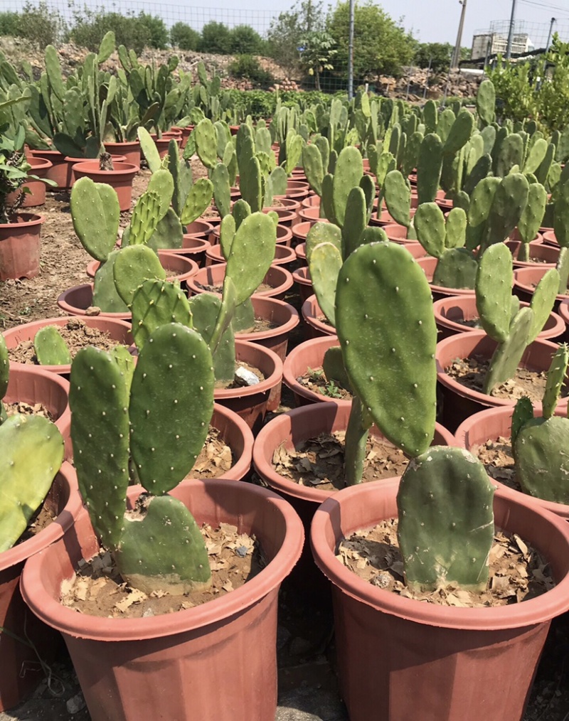 食用仙人掌胭脂仙人掌红花宝剑仙人掌基地发货