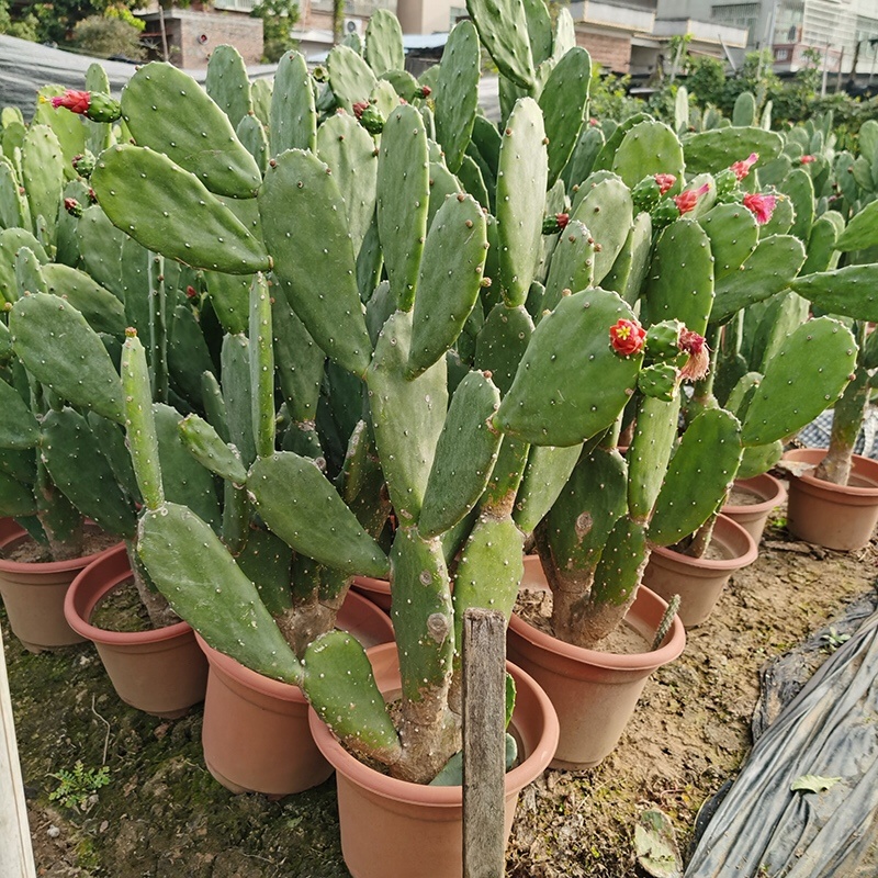 食用仙人掌胭脂仙人掌红花宝剑仙人掌基地发货