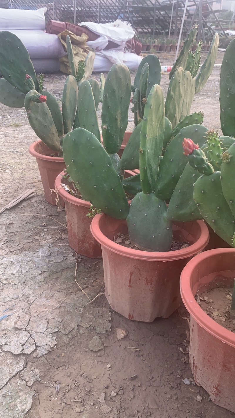 食用仙人掌胭脂仙人掌红花宝剑仙人掌基地发货