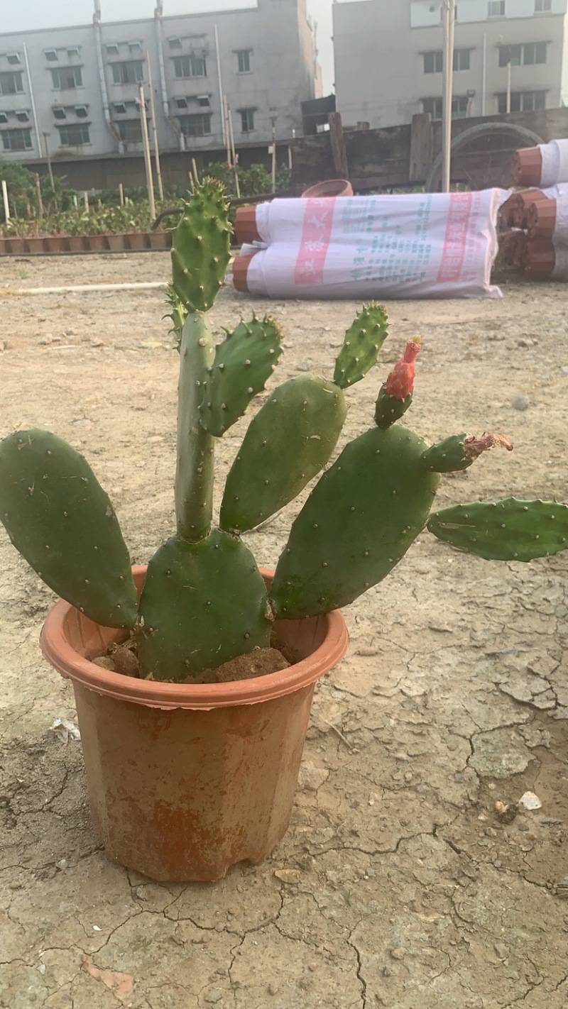 食用仙人掌胭脂仙人掌红花宝剑仙人掌基地发货