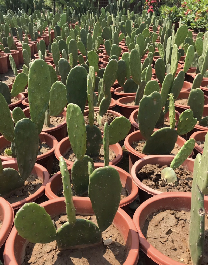 食用仙人掌胭脂仙人掌红花宝剑仙人掌基地发货