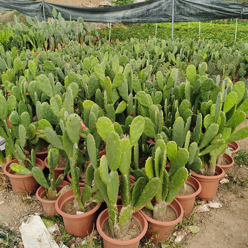 食用仙人掌胭脂仙人掌红花宝剑仙人掌基地发货