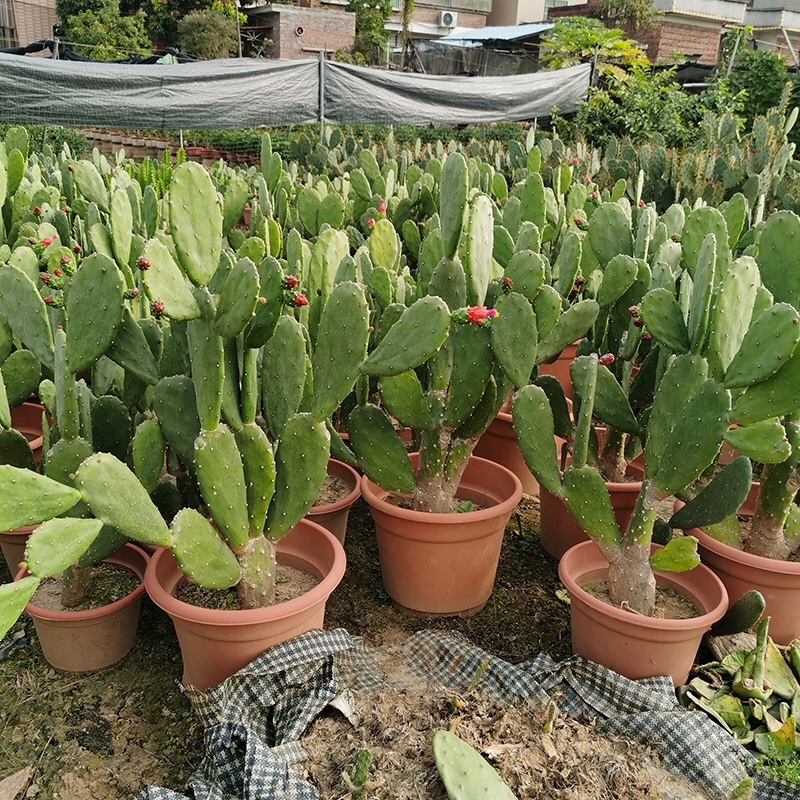 食用仙人掌胭脂仙人掌红花宝剑仙人掌基地发货