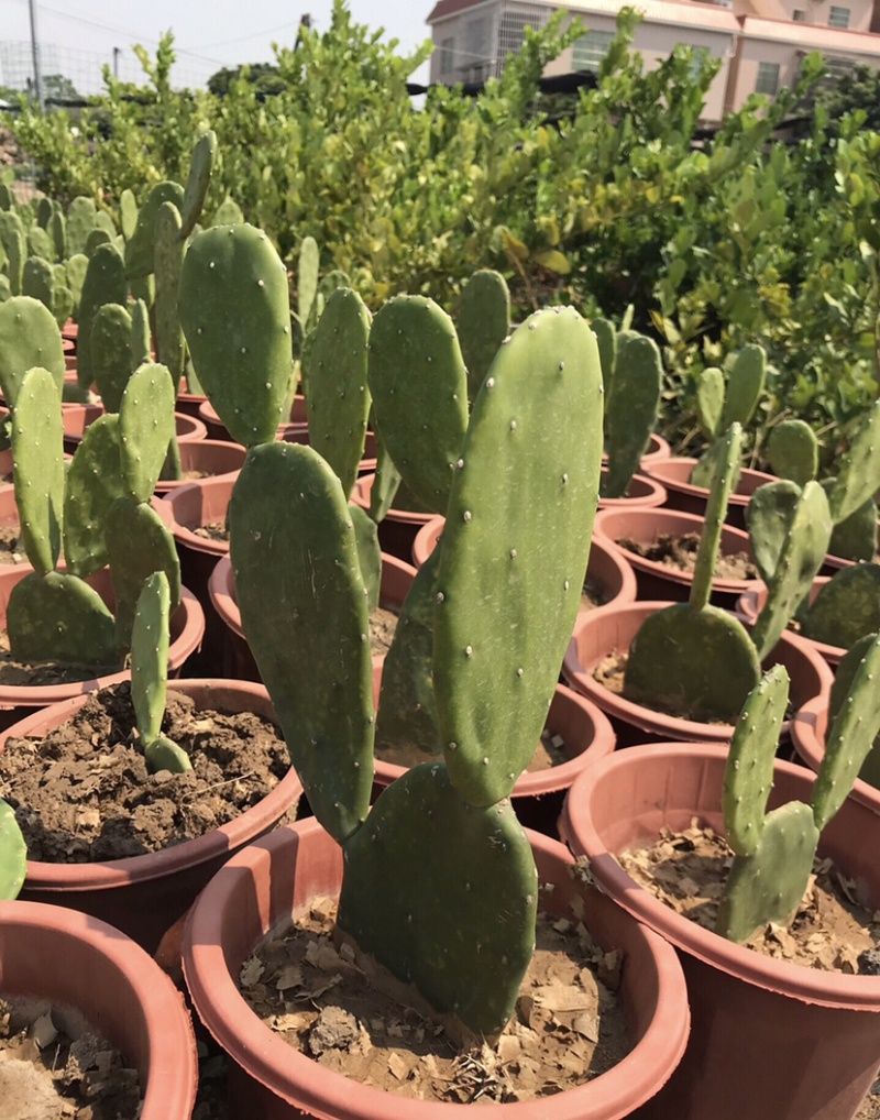 食用仙人掌胭脂仙人掌红花宝剑仙人掌基地发货