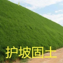 护坡固土草种籽耐旱四季青植物高羊茅鱼塘河堤高速边坡绿化草