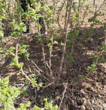 正宗平阴县玫瑰镇可食用玫瑰苗丰花一号/四季玫瑰