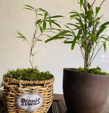 方竹小盆景优惠大促销