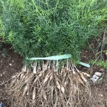 大量供应良种大天冬苗。
