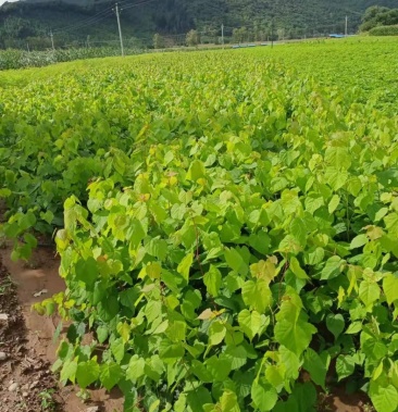 自家苗圃精品段树小苗