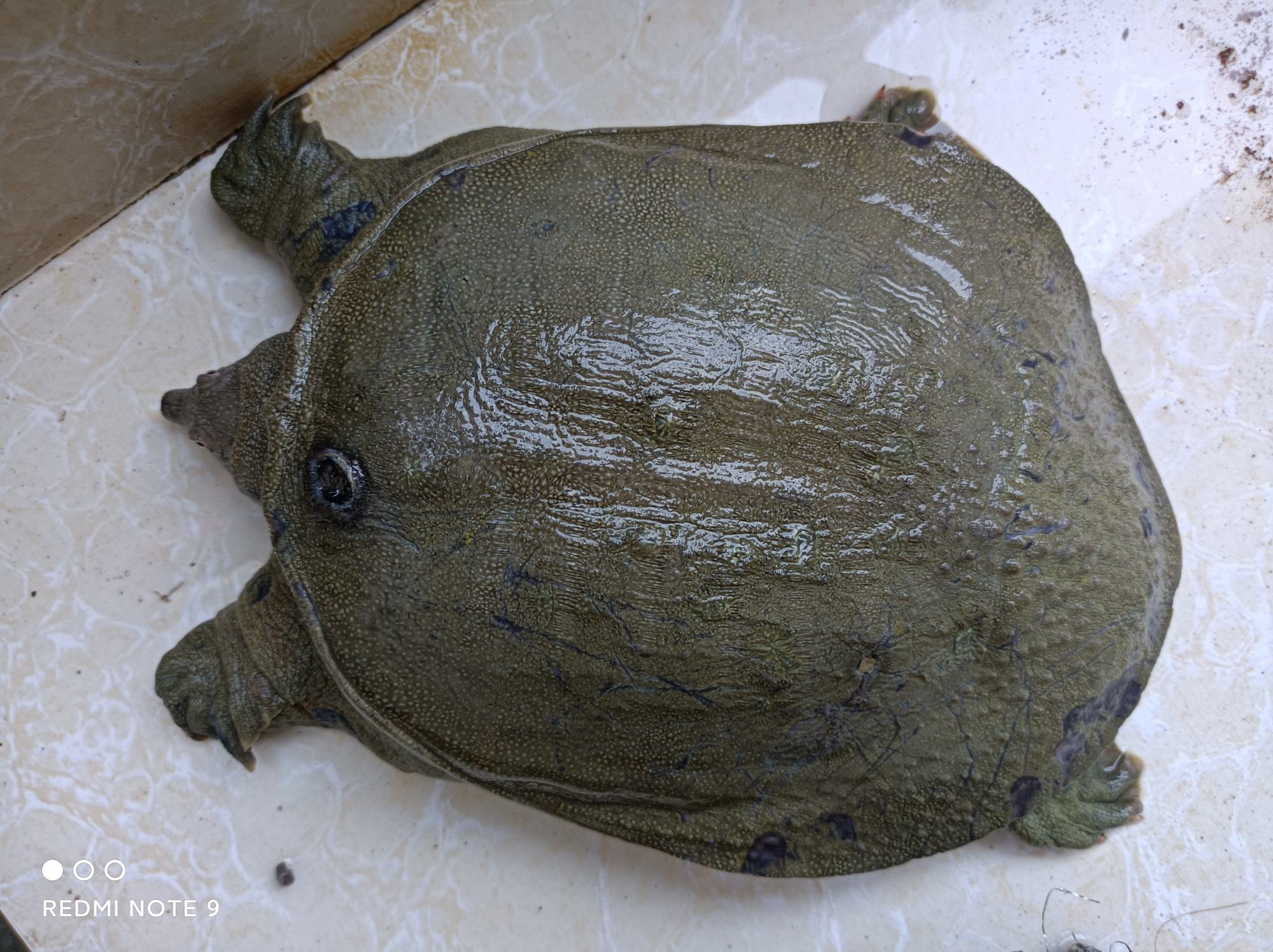 [鳖批发]过三个冬,未喂过饲料,外塘养殖甲鱼 ,两斤半至三斤价格70.