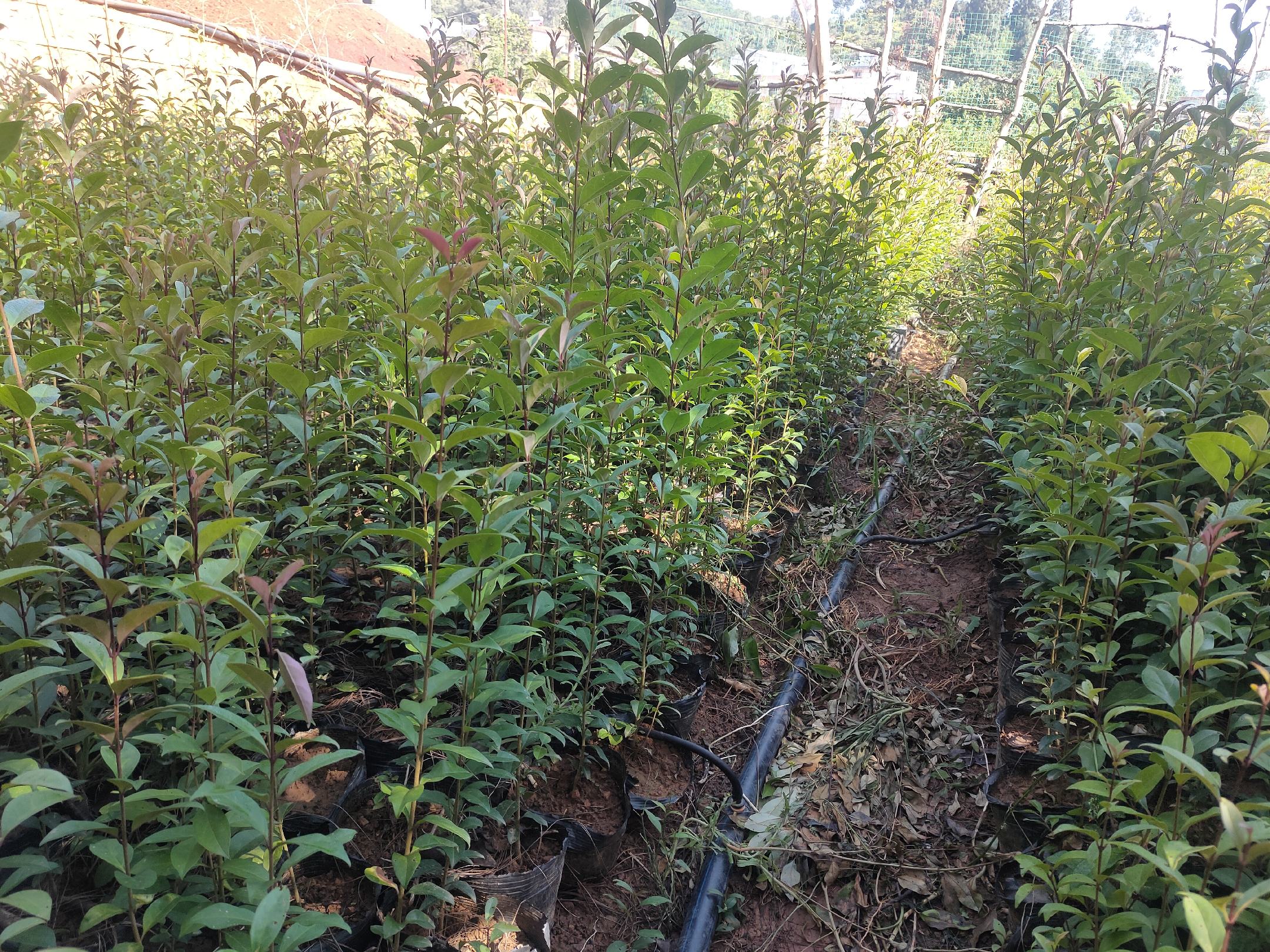 图片说明:一处城市道路旁的大叶女贞绿篱带,养护人员正在使用背负式电动喷雾器进行药剂喷洒作业,雾滴细密覆盖植株冠层,操作人员穿戴防护服、口罩和手套,体现规范施药场景 大叶女贞林带机械化喷雾防治现场图