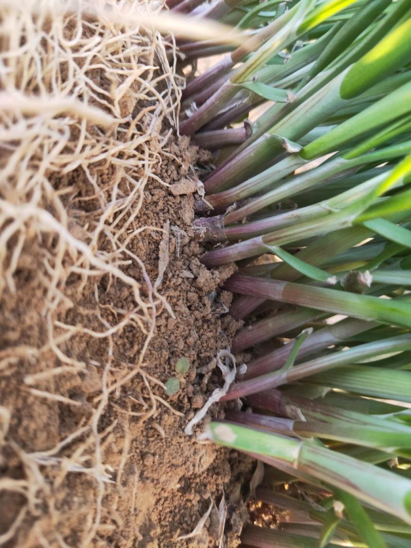 红根韭菜根居家必备帮扶农业种植韭香纯正根系发达