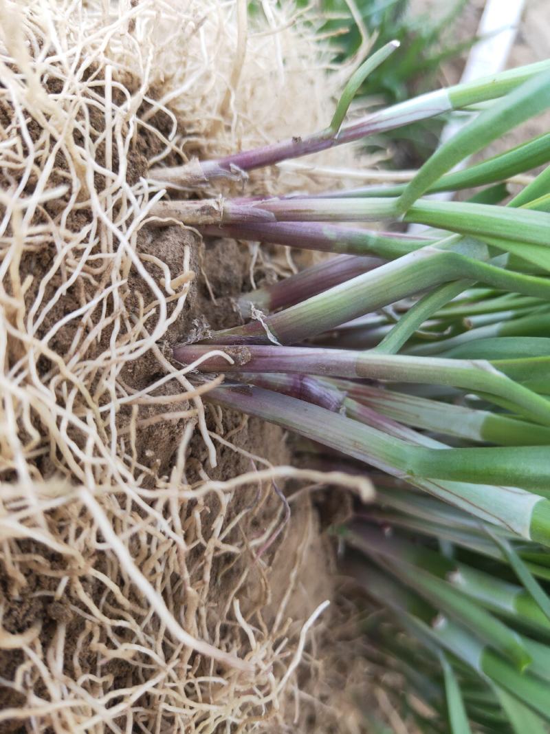 红根韭菜根居家必备帮扶农业种植韭香纯正根系发达