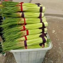 河南杞县早熟蒜薹，2021年新蒜薹上市